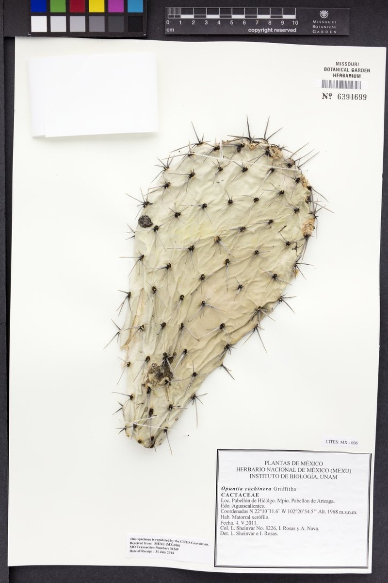Opuntia × cochinera photo 3