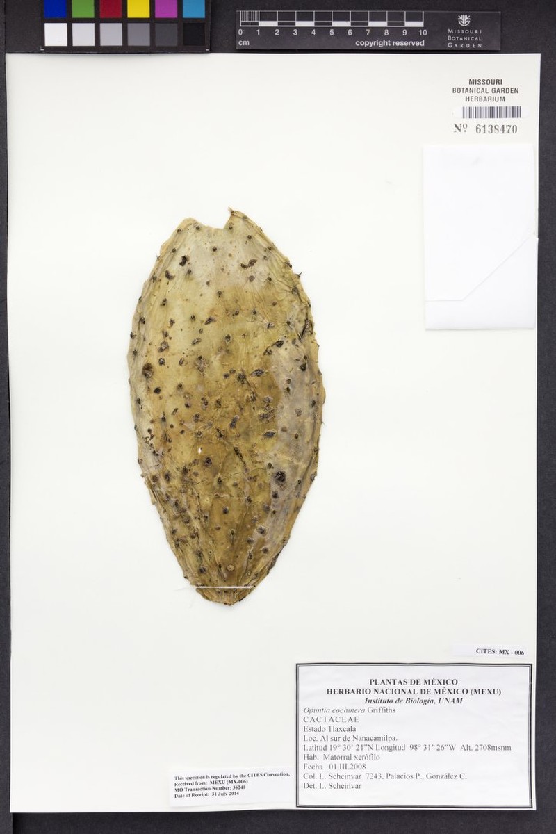 Opuntia × cochinera photo 4