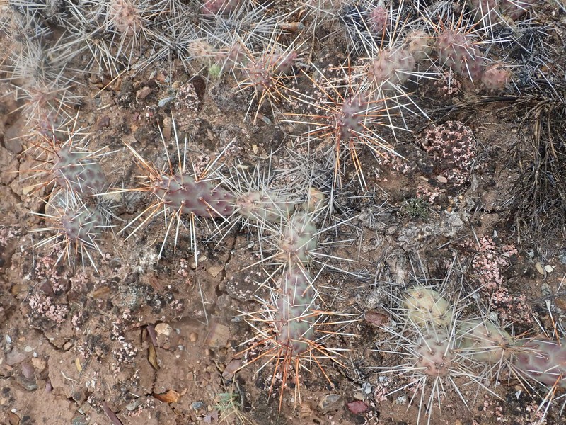 Opuntia × coloradensis