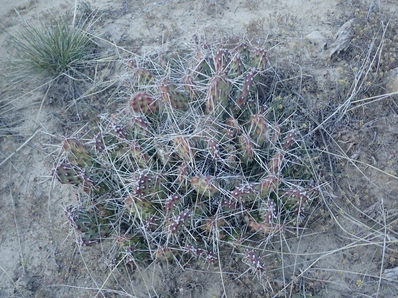 Opuntia × coloradensis photo 2