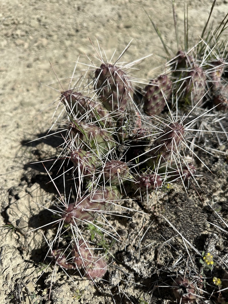 Opuntia × coloradensis photo 3