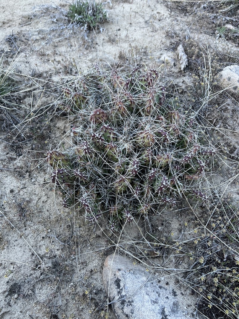 Opuntia × coloradensis photo 4