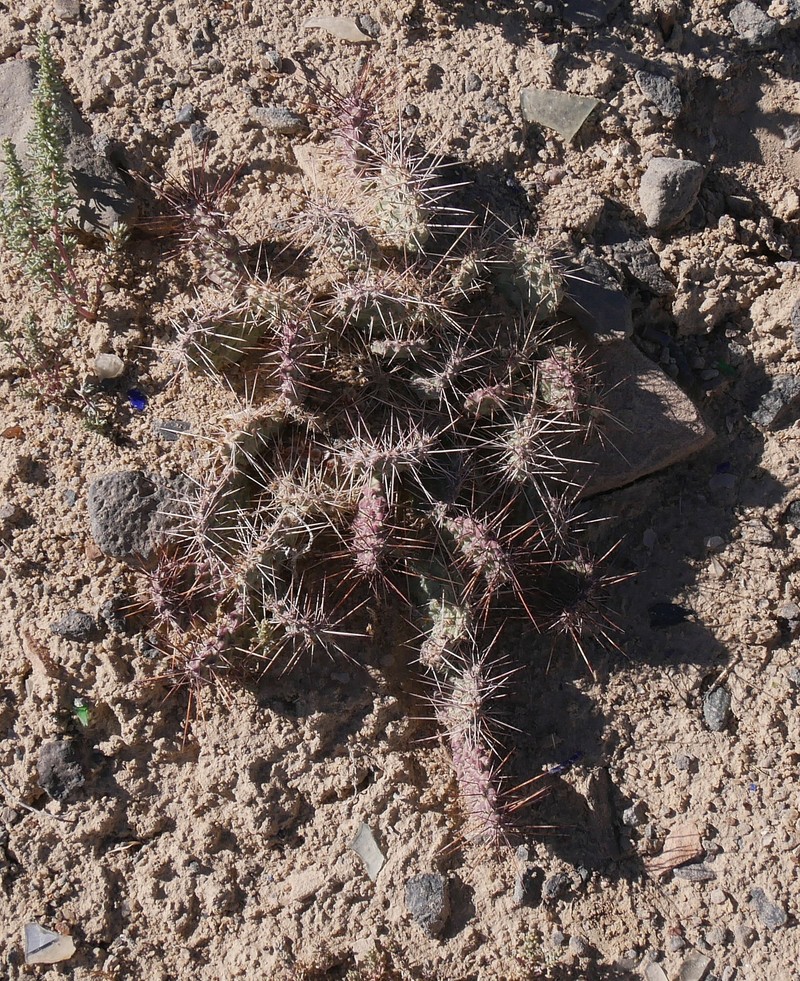 Opuntia × coloradensis photo 5