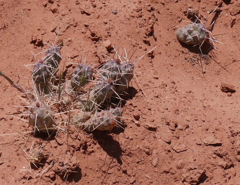 Opuntia × coloradensis photo 6