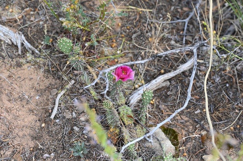 Opuntia × coloradensis photo 7