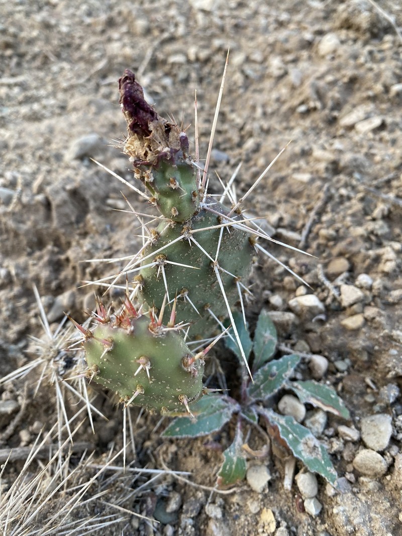 Opuntia × coloradensis photo 8