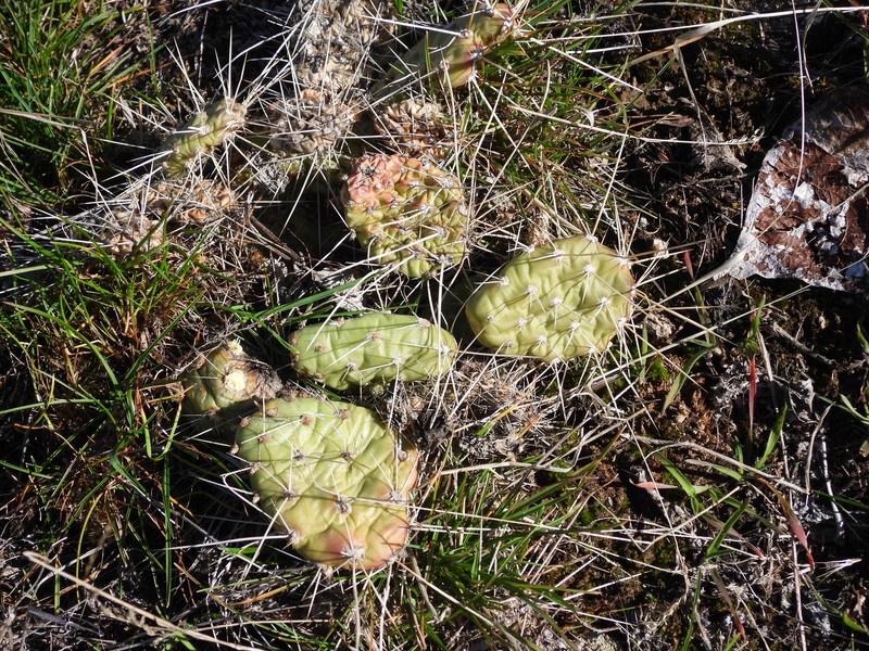 Grizzleybear Pricklypear photo 2