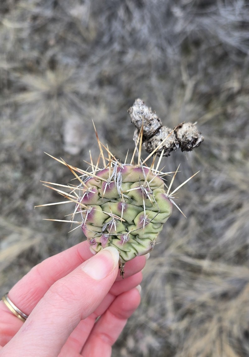 Grizzleybear Pricklypear photo 3
