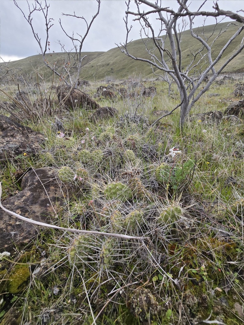 Grizzleybear Pricklypear photo 4