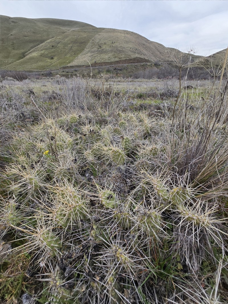 Grizzleybear Pricklypear photo 5
