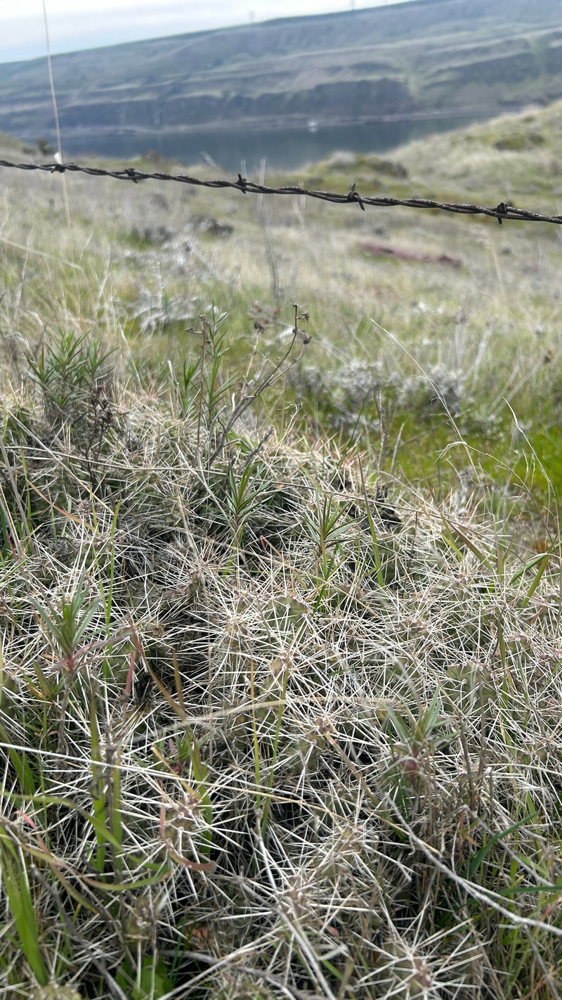 Grizzleybear Pricklypear photo 6