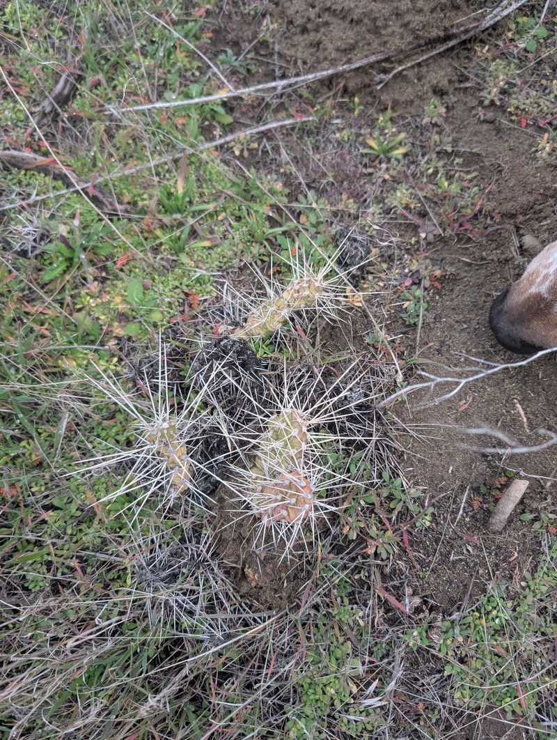 Grizzleybear Pricklypear photo 7