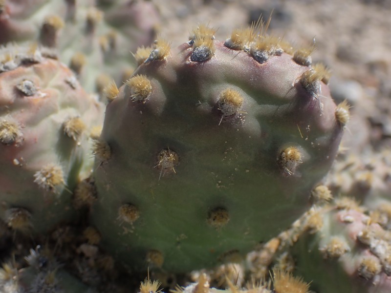 Opuntia × debreczyi