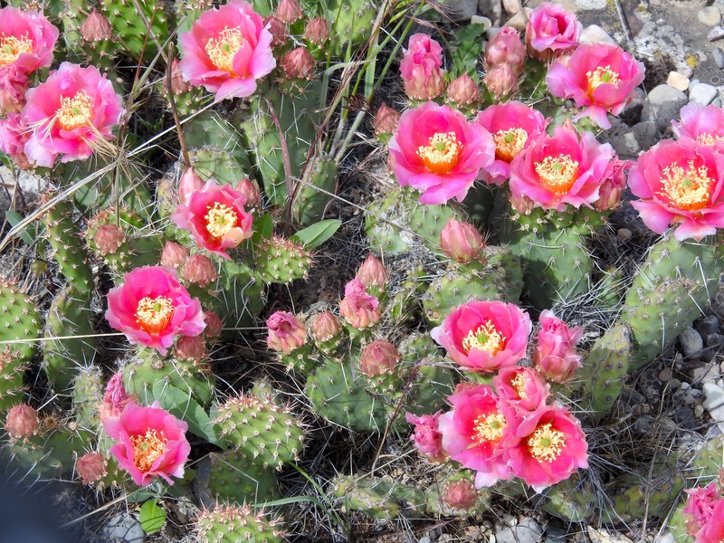 Opuntia × debreczyi photo 2
