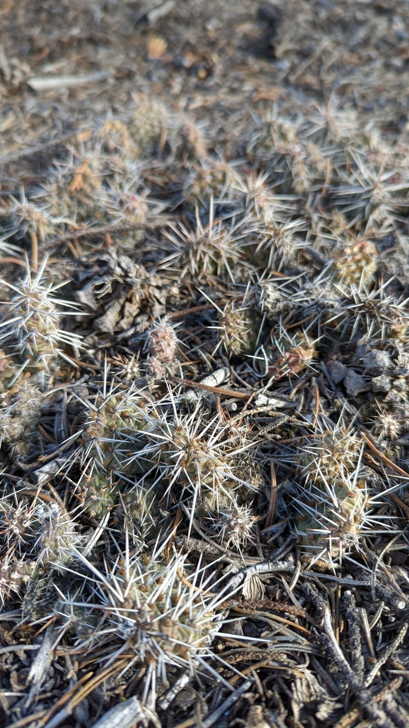 Opuntia × debreczyi photo 3