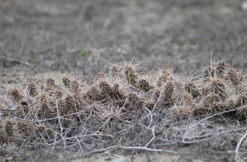 Opuntia × debreczyi photo 4