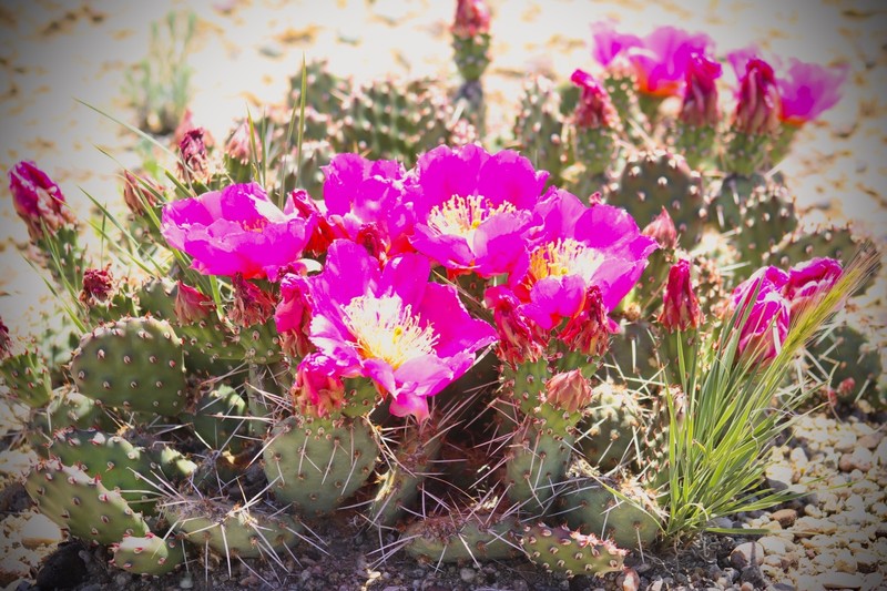 Opuntia × debreczyi photo 5