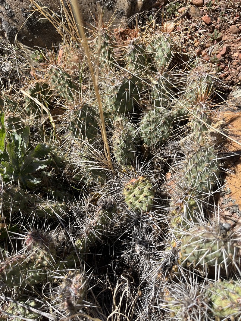 Opuntia × debreczyi photo 6