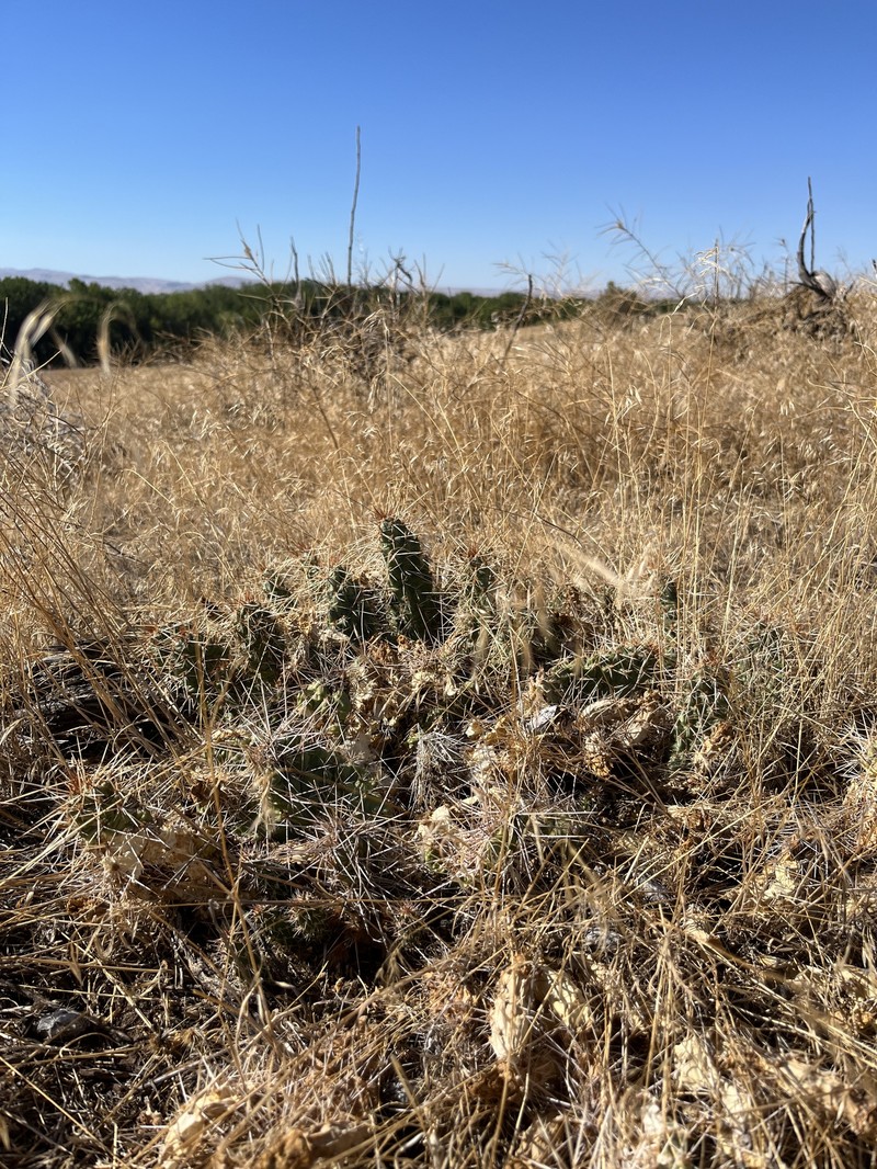 Opuntia × debreczyi photo 7