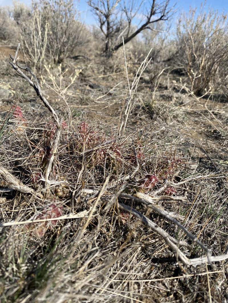 Opuntia × debreczyi photo 8