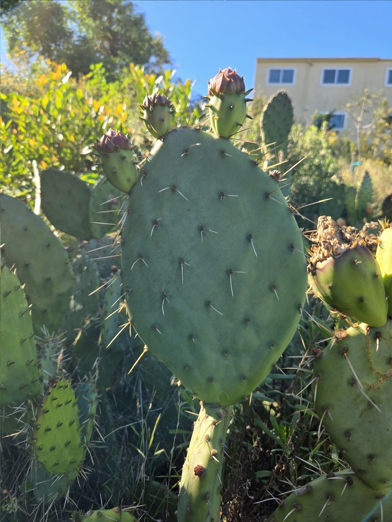 Pricklypear