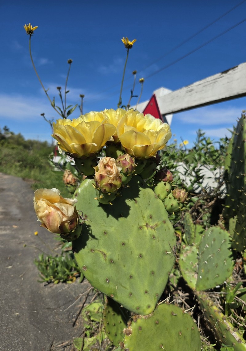 Pricklypear photo 2