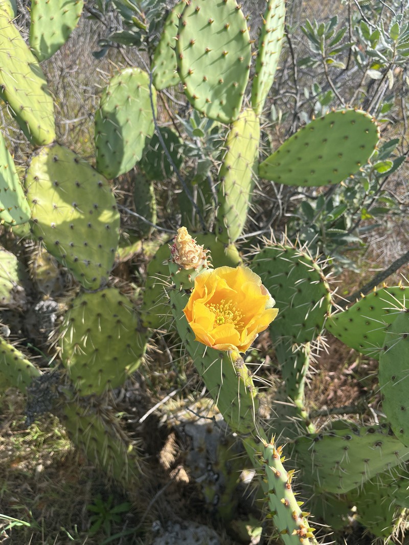 Pricklypear photo 3