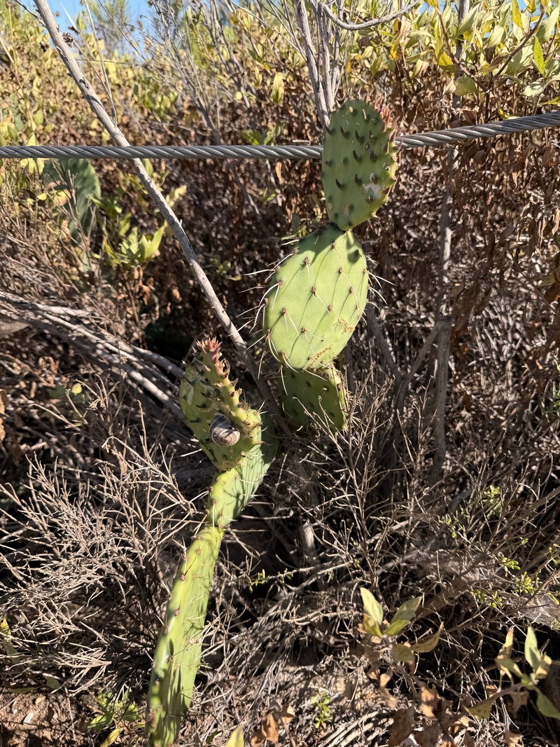 Pricklypear photo 4
