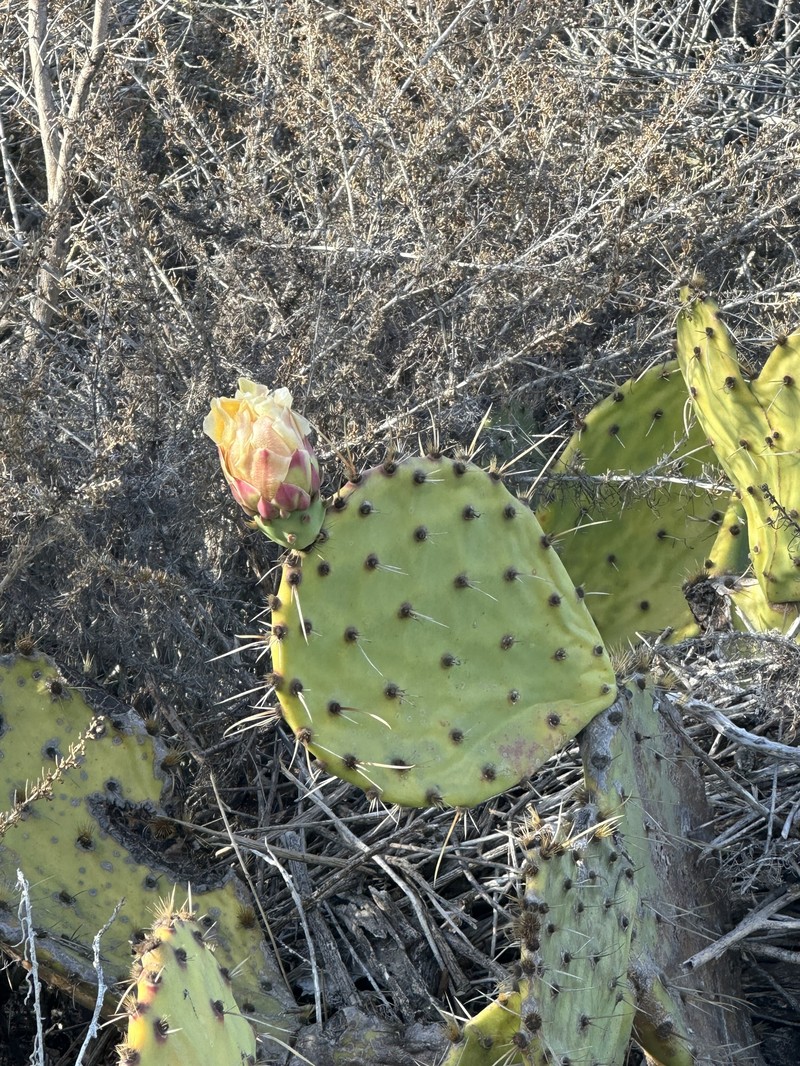 Pricklypear photo 5