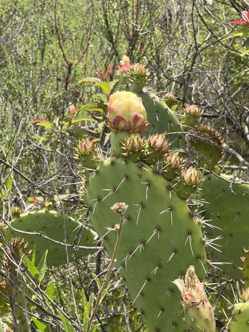 Pricklypear photo 6