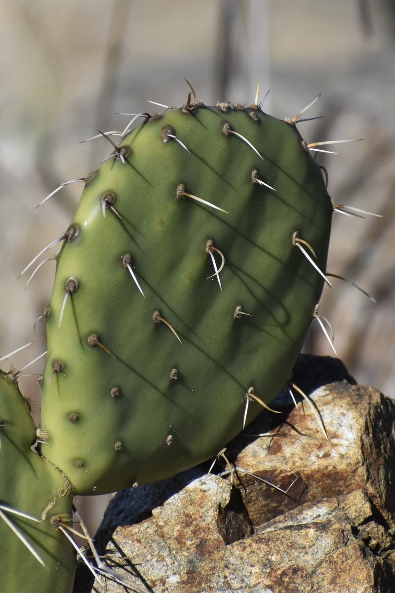 Pricklypear photo 7