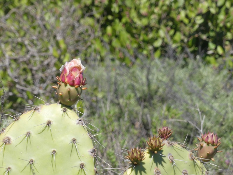 Pricklypear photo 8