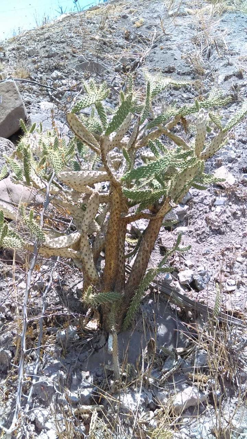 Opuntia × elizondoana