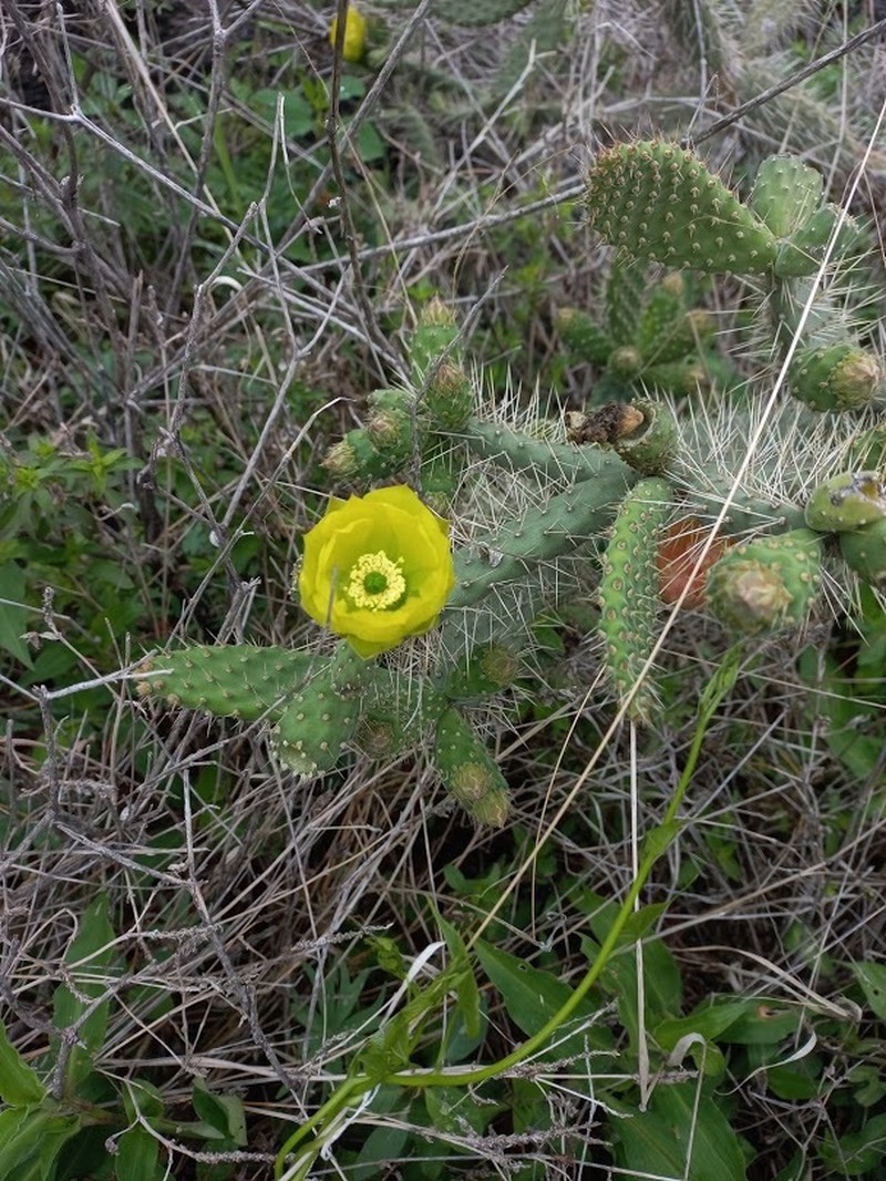 Opuntia × elizondoana photo 2
