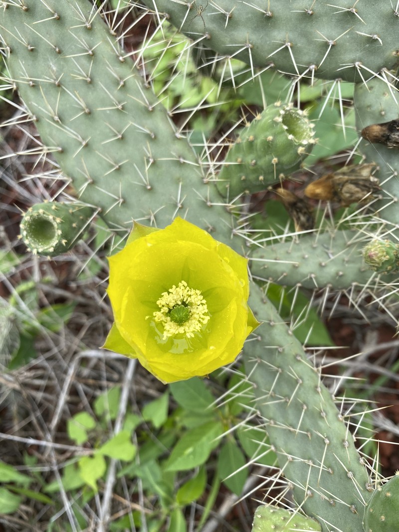 Opuntia × elizondoana photo 3