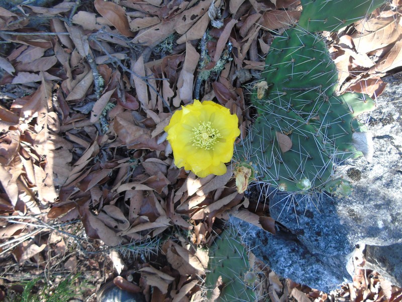 Opuntia × elizondoana photo 4