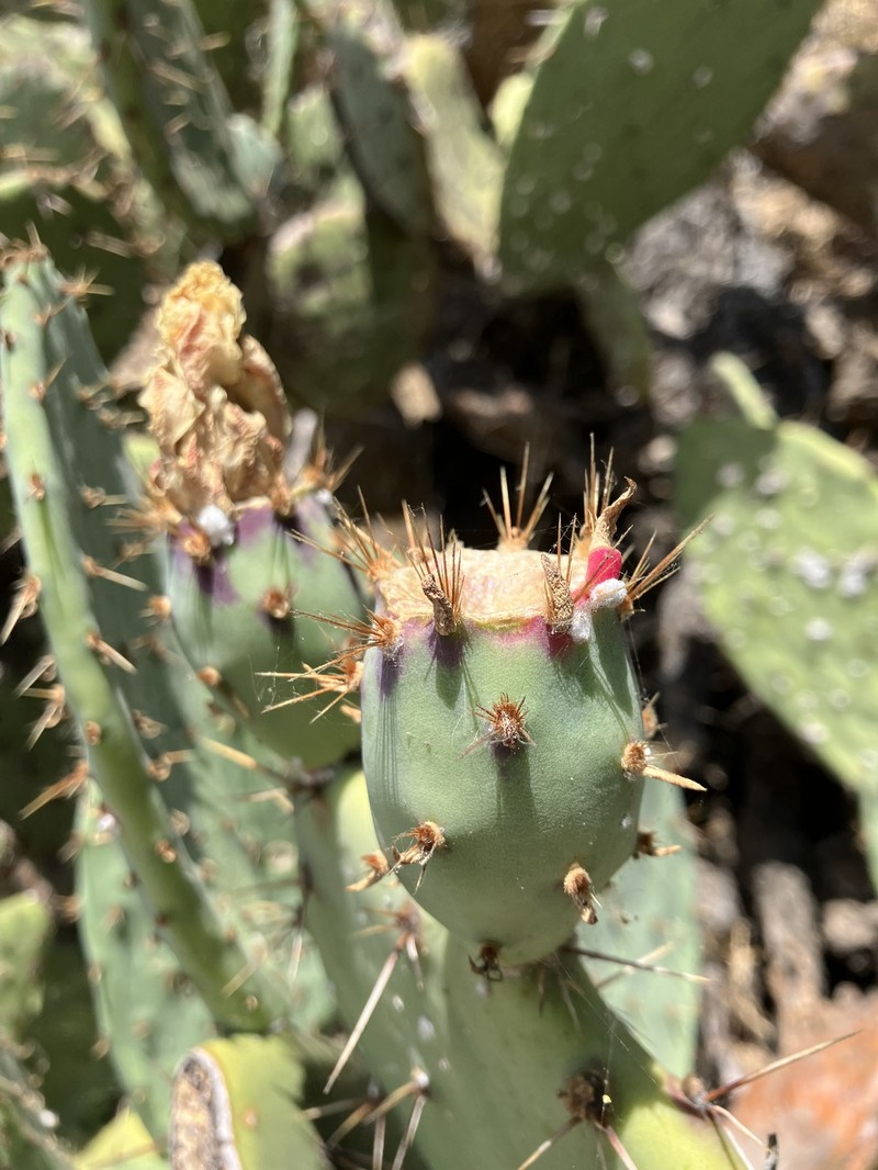 Pricklypear
