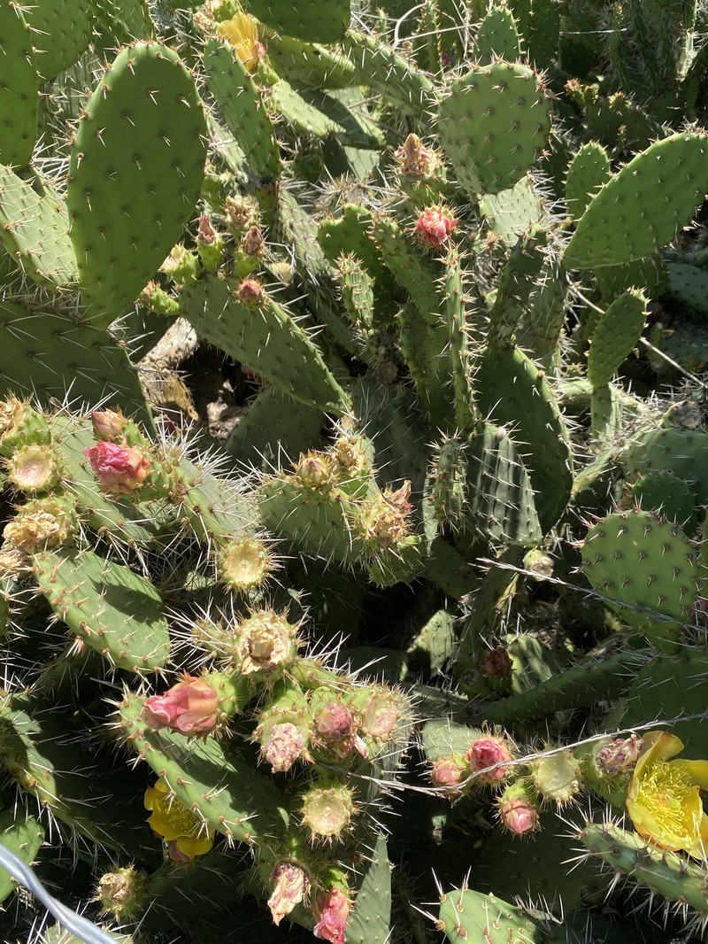 Pricklypear photo 2