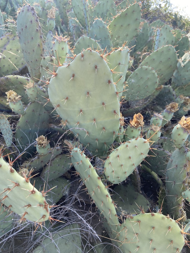Pricklypear photo 3