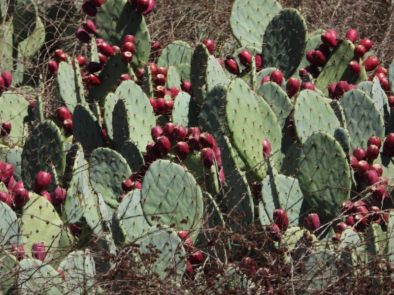 Pricklypear photo 4