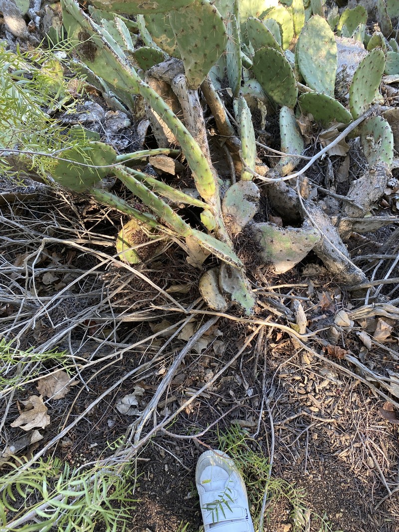 Pricklypear photo 5