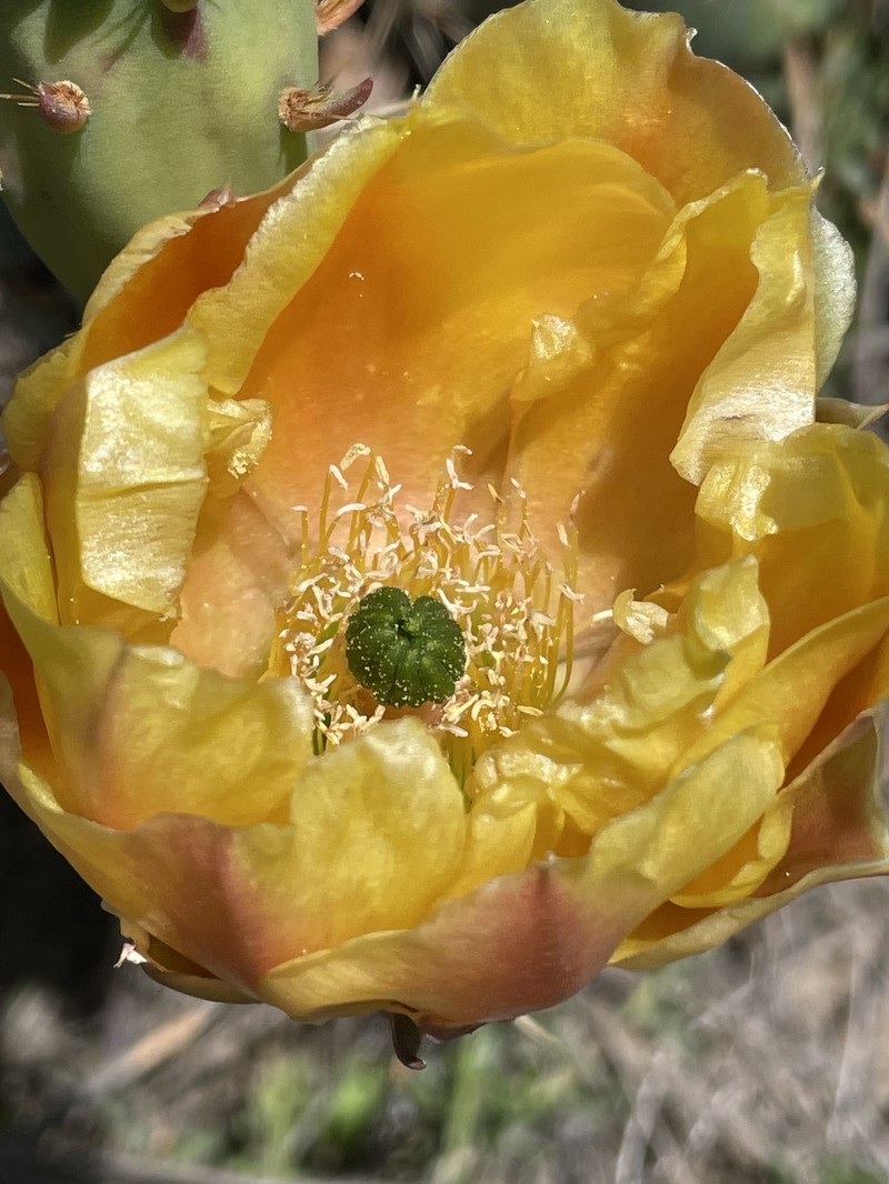 Pricklypear photo 6