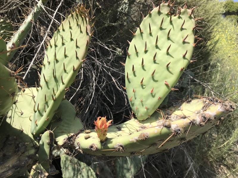 Pricklypear photo 7