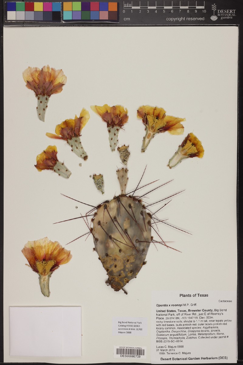 Rooney's Pricklypear photo 3