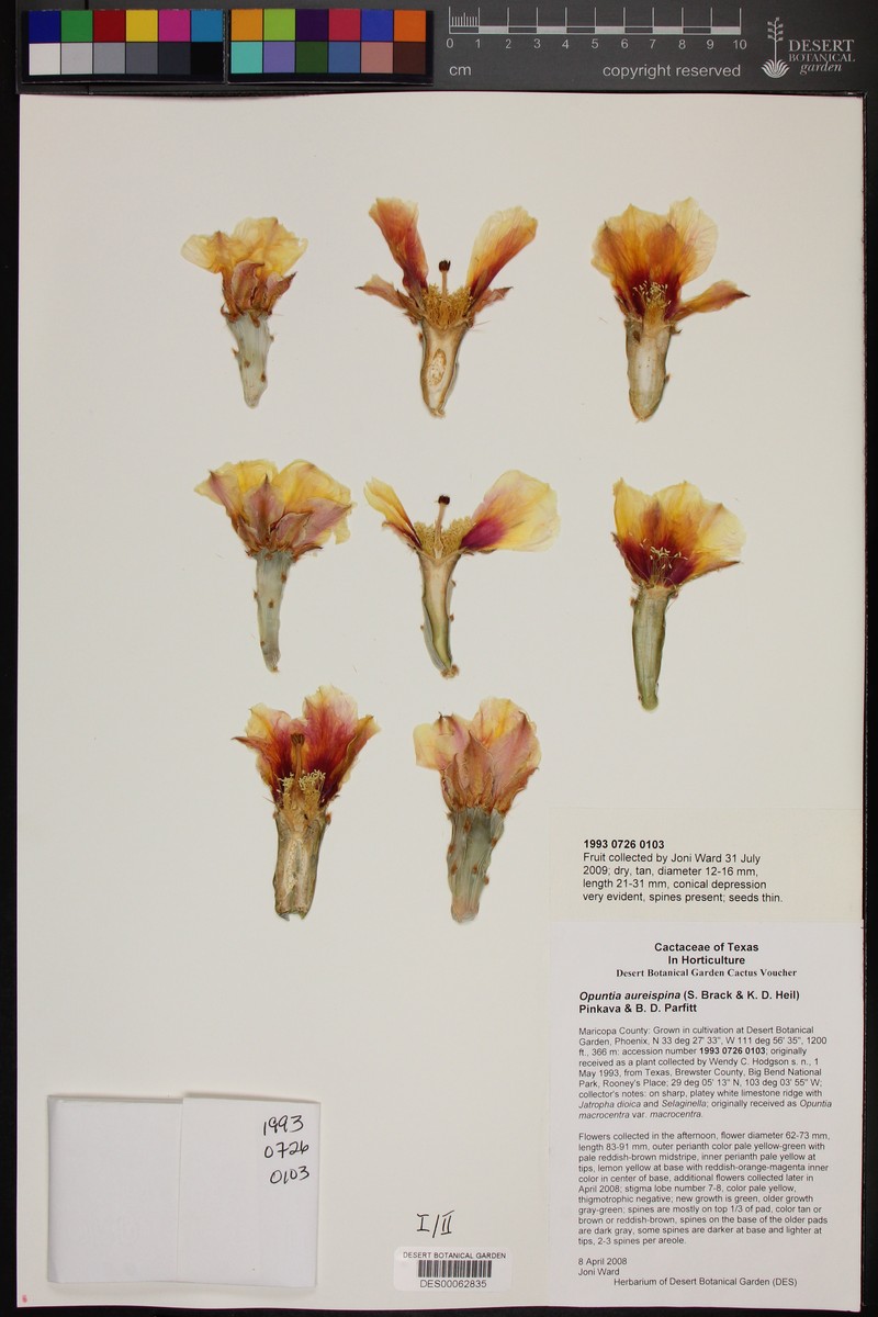 Rooney's Pricklypear photo 4