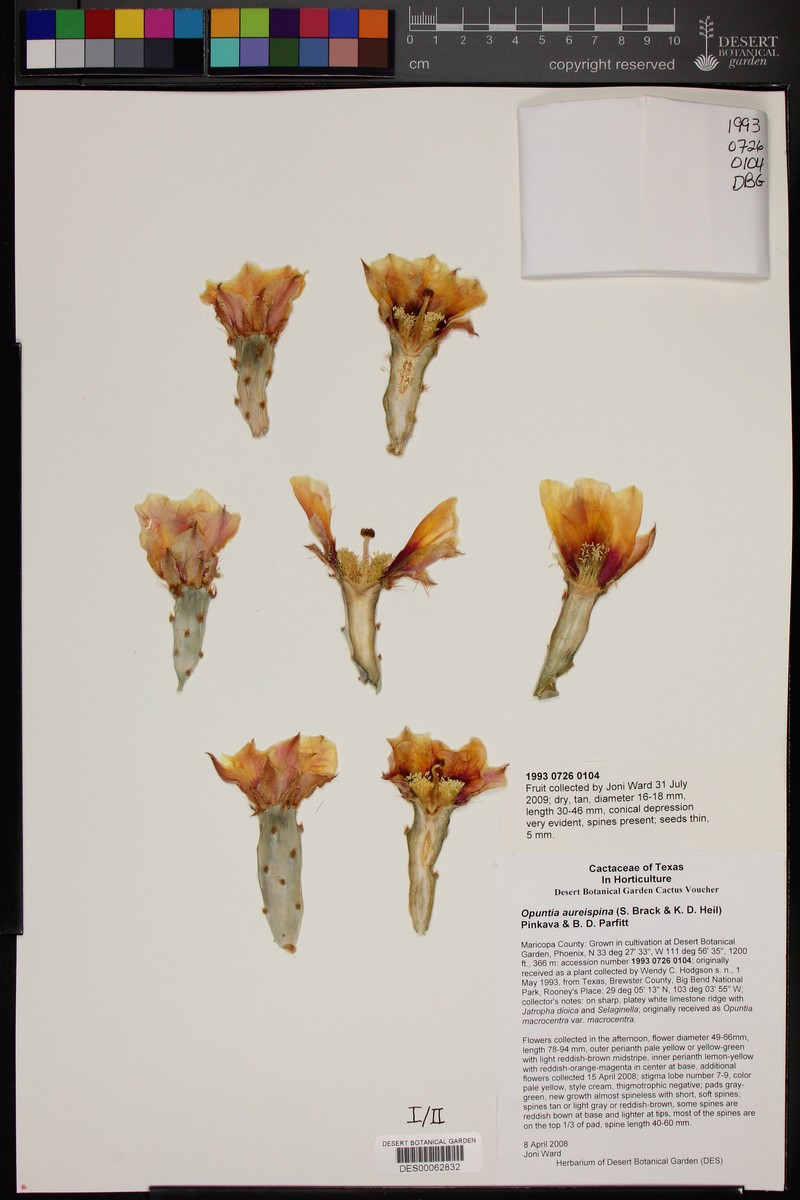 Rooney's Pricklypear photo 5