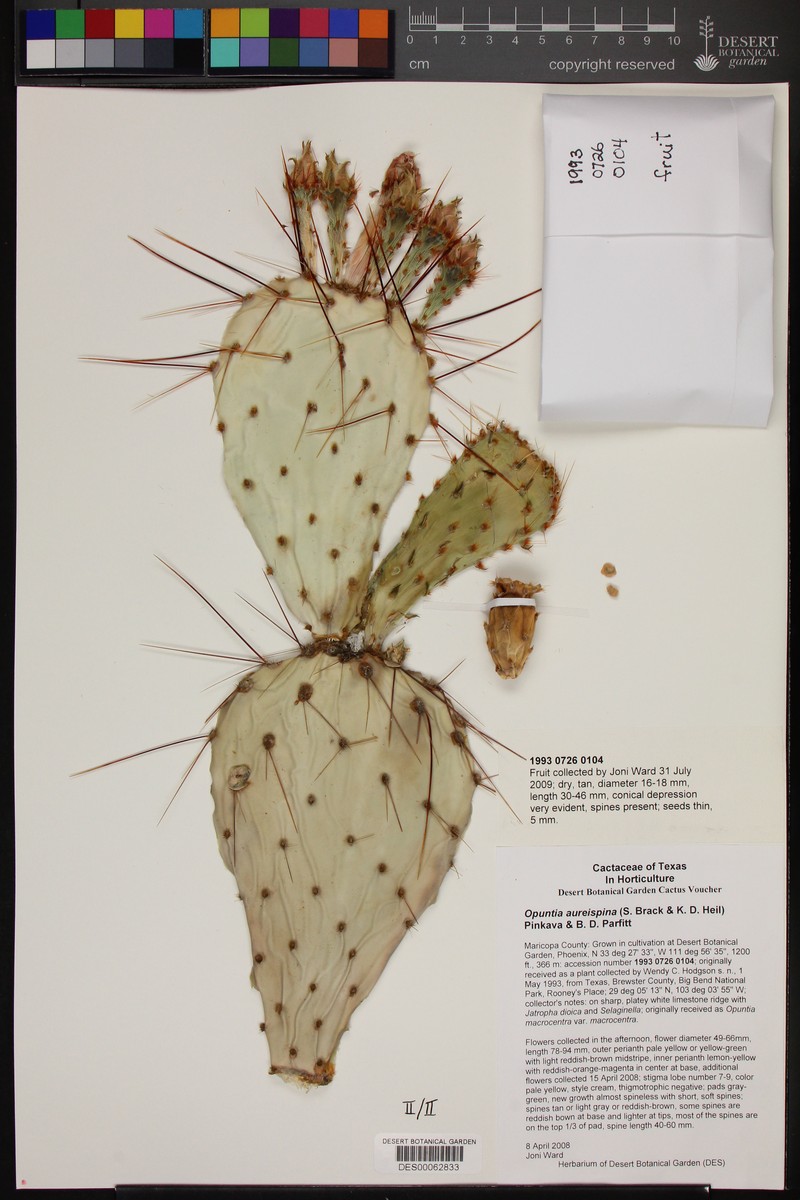 Rooney's Pricklypear photo 6