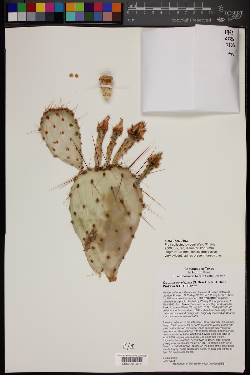Rooney's Pricklypear photo 7