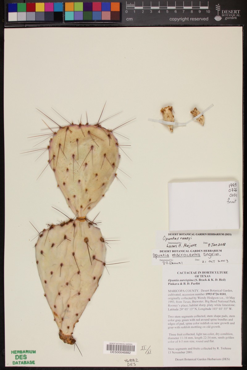 Rooney's Pricklypear photo 8