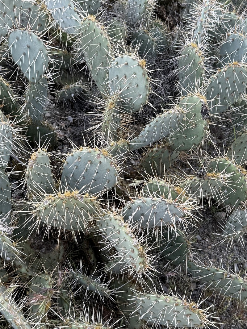 Vasey's Coastal Pricklypear